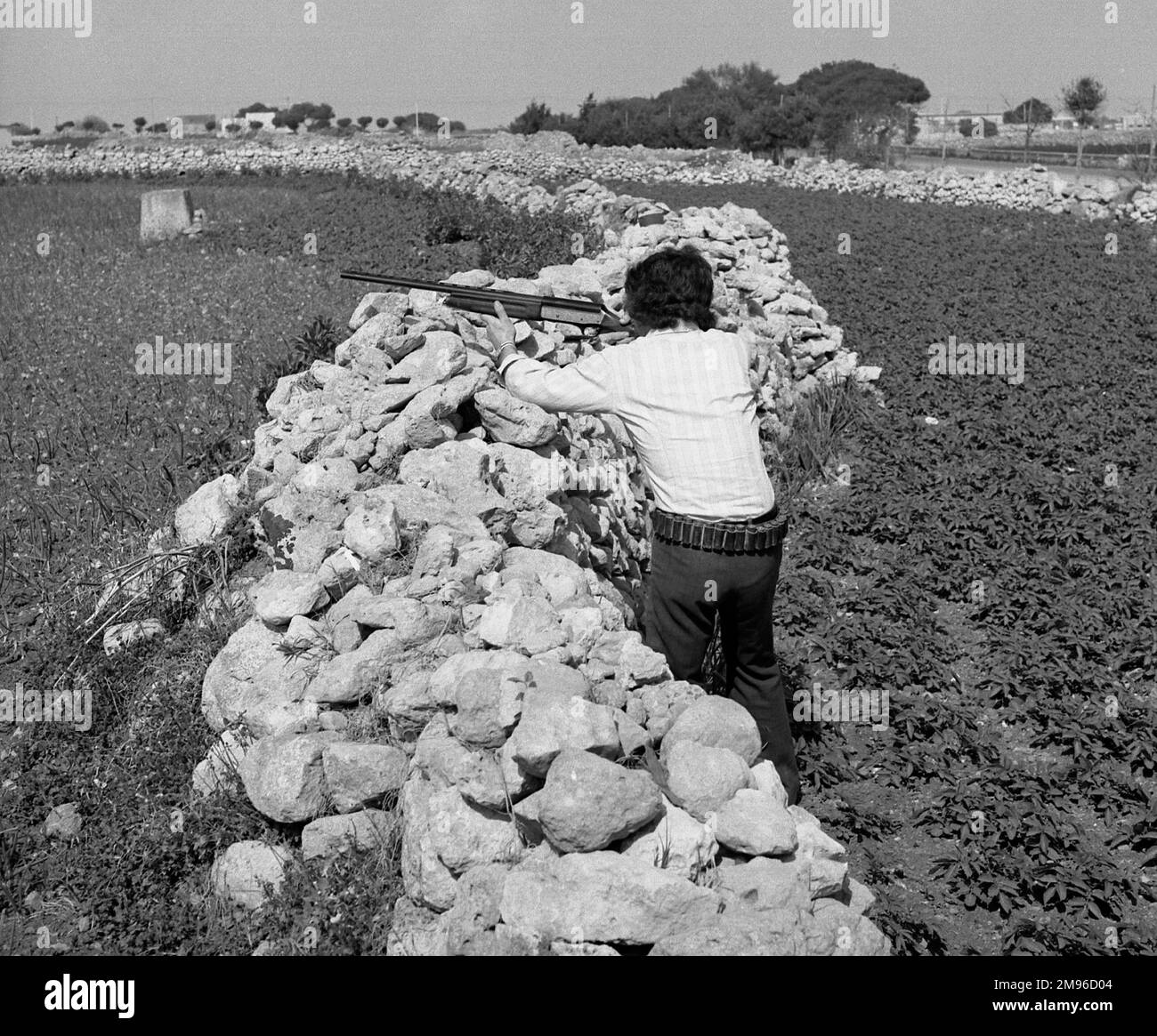 A man aiming a rifle across a field from behind a stone wall.  He is wearing an ammunition belt. Stock Photo