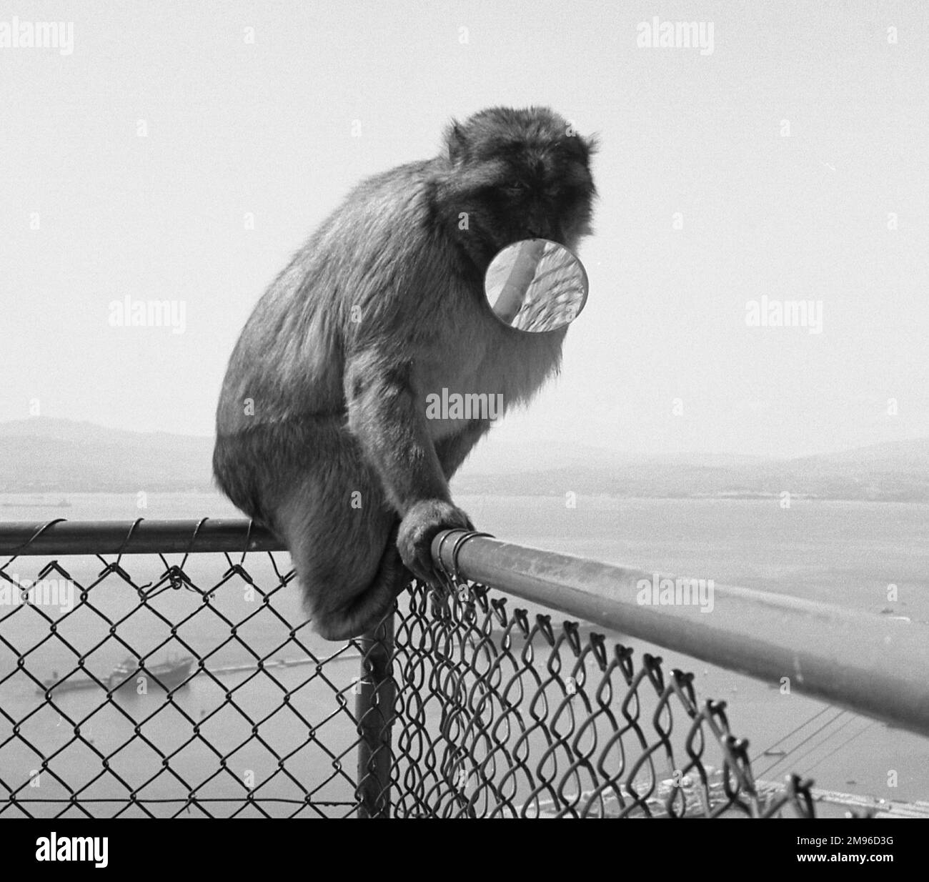 A monkey sitting on a fence, probably on the island of Gibraltar.  It is holding a circular mirror in its mouth. Stock Photo