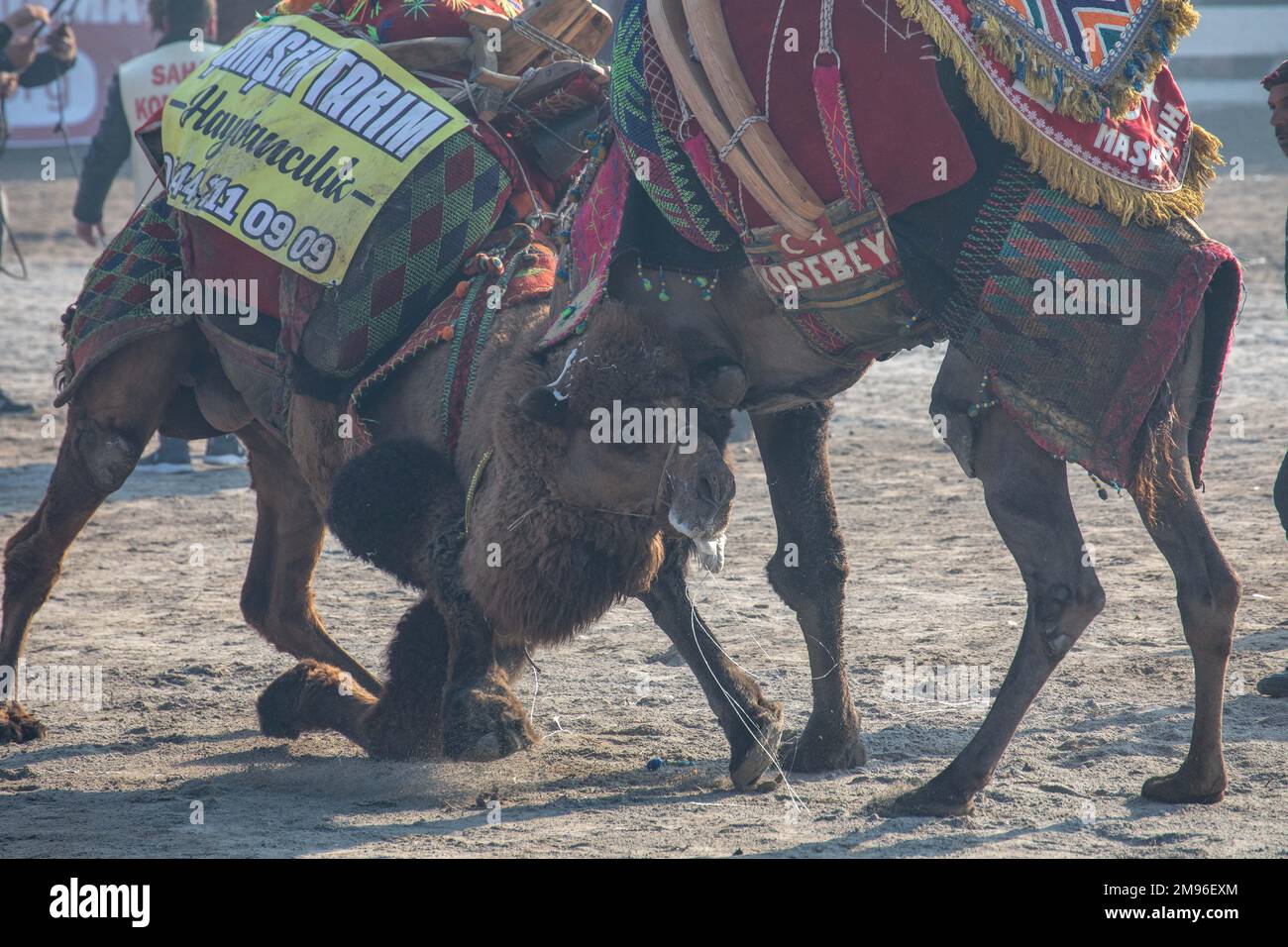 January 15, 2023: The camels in the arena and their owners, referees ...