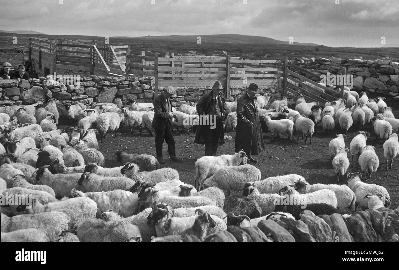 Shepherds at North Uist, Outer Hebrides, Scotland, with their sheep inside an enclosure. Stock Photo