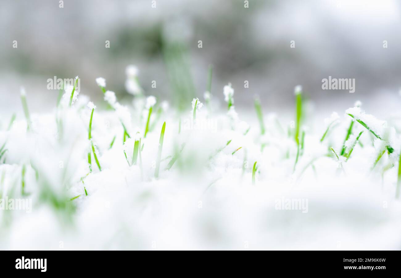 Fresh green grass under the fallen snow.Green grass grows under the snow.Low angle view,space for text,Hello spring,Goodbye winter concept.Snow grass. Stock Photo