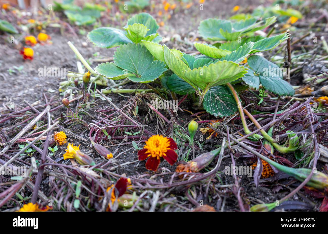 Strawberry plants growing on a bed of French marigold or Tagetes patula flowers mulch outdoor in Autumn. Stock Photo