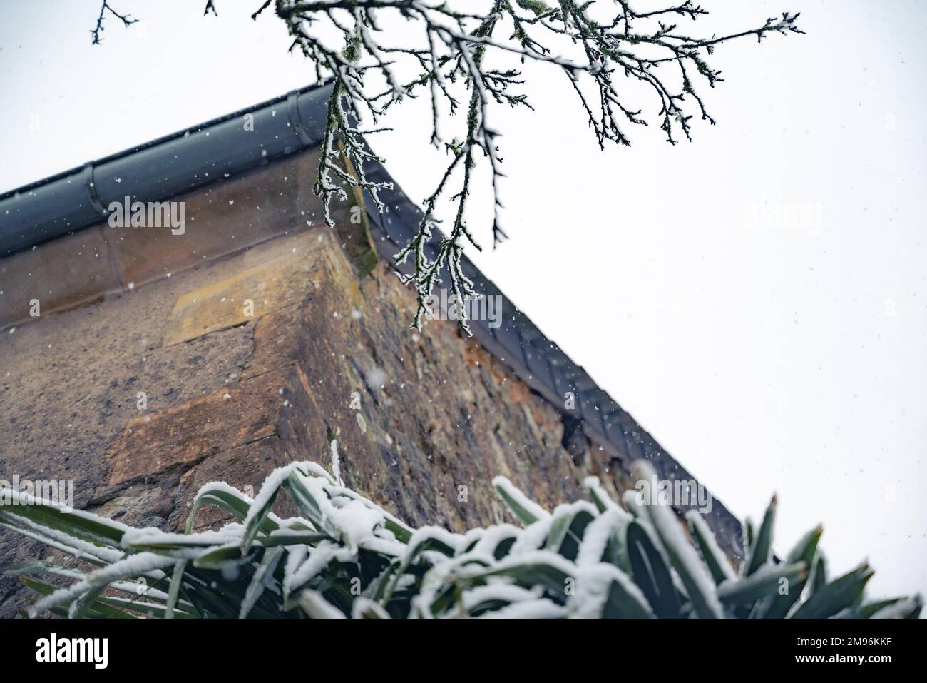 Winter landscape with falling snow. Winter landscape. Falling snow viewed from below. Stock Photo
