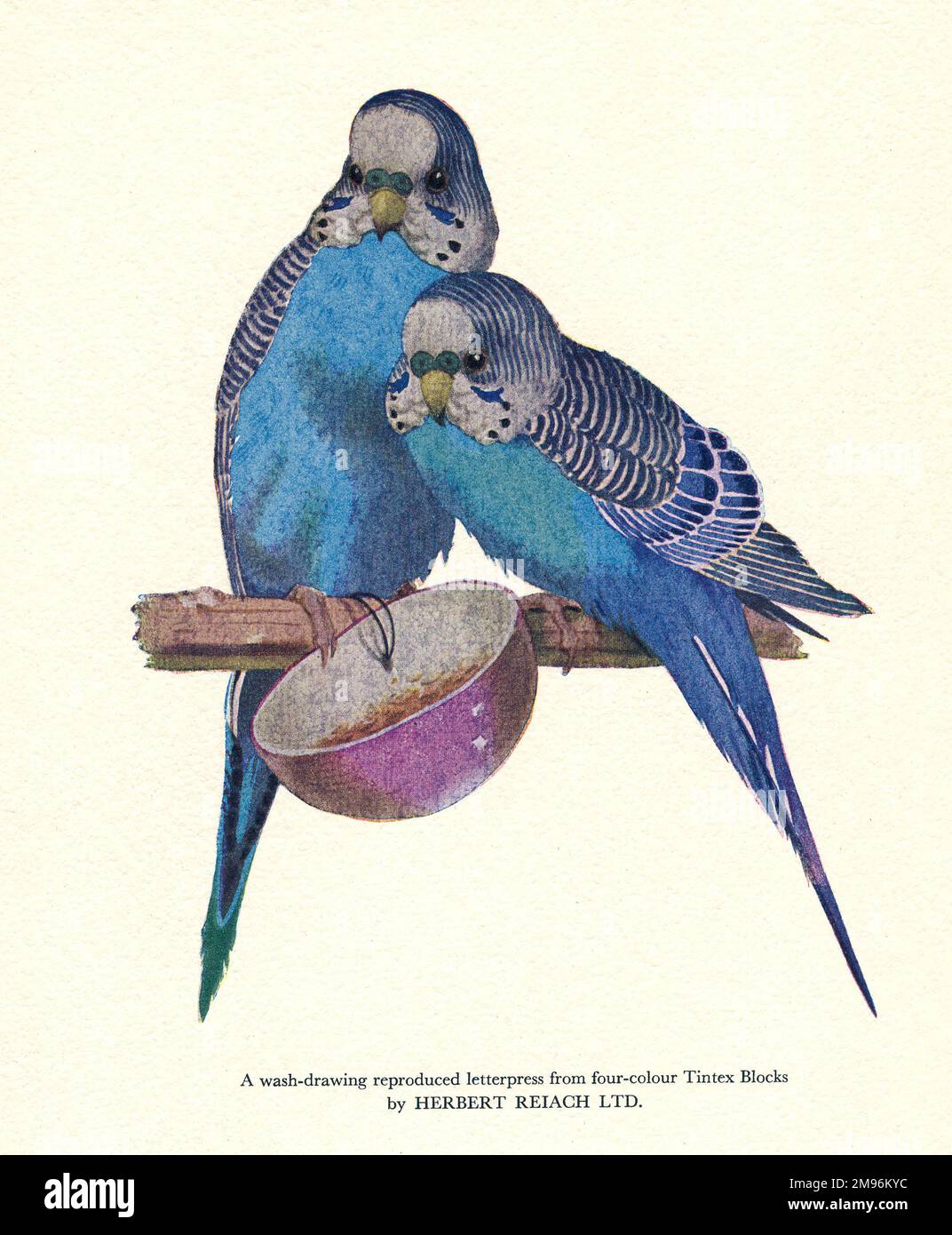 Print User's Yearbook -- two blue budgerigars sitting on a perch. Stock Photo