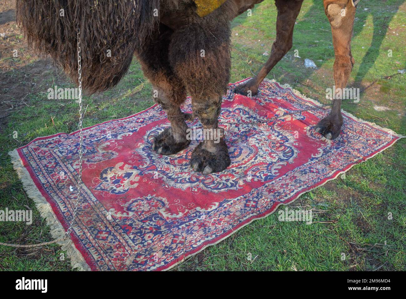 January 15, 2023: The owners laid carpets in the waiting areas of their camels so that they would not be affected by the cold floor before the 41st traditional Camel Wrestling Festival in Selcuk, Aydin in Turkey on January 15, 2023. In January each year there is the annual Camel Wrestling Championship held in a few miles away from Ephesus, the site of ancient Greek ruins near Selcuk in Turkey. It will run to the end of March when one camel is chosen as the winner in a victorious celebration. (Credit Image: © Tolga Ildun/ZUMA Press Wire) EDITORIAL USAGE ONLY! Not for Commercial USAGE! Stock Photo