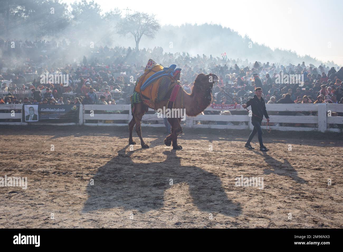 January 15, 2023: Camels and their owners wait before the 41st ...