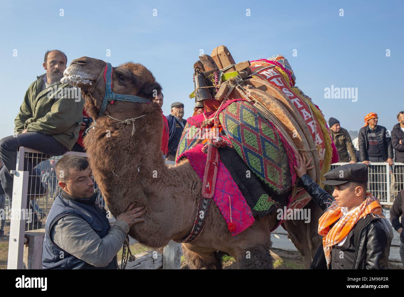 January 15, 2023: Camels and their owners wait before the 41st ...