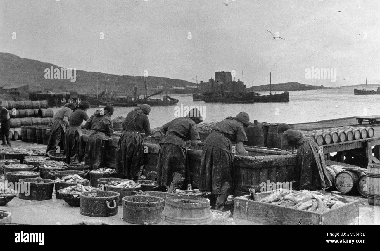 Fishwives at work on the island of Barra, Outer Hebrides, Scotland. Stock Photo