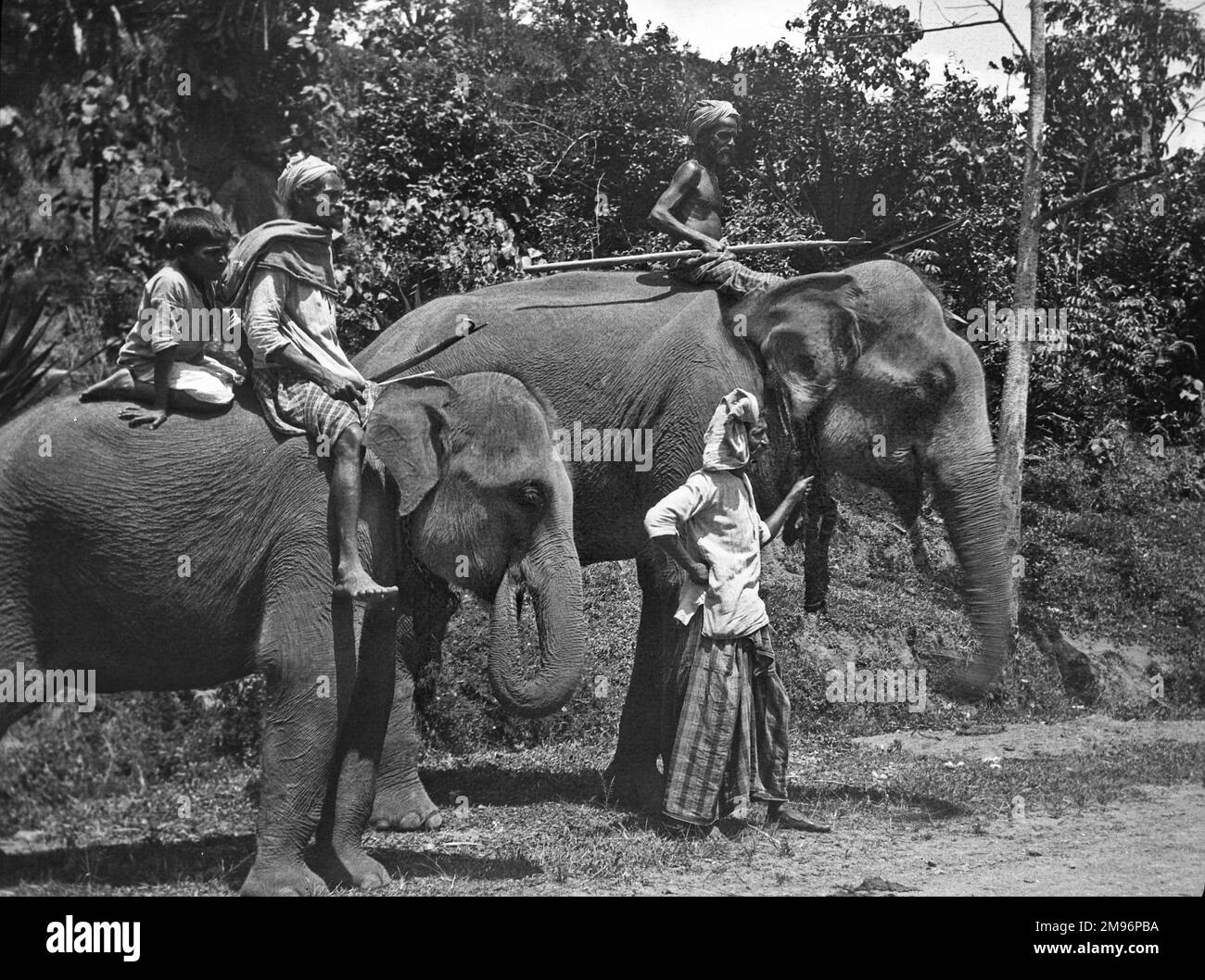 Kandy sri lanka elephant Black and White Stock Photos & Images - Alamy