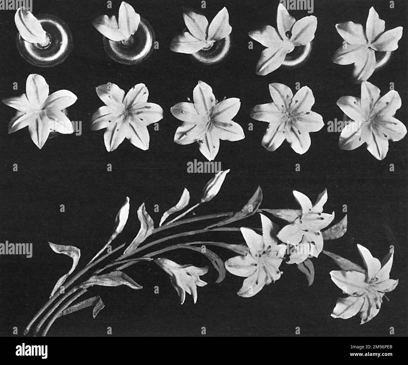 Cake design, flower making. Easter Lily, Lily Spray Stock Photo Alamy