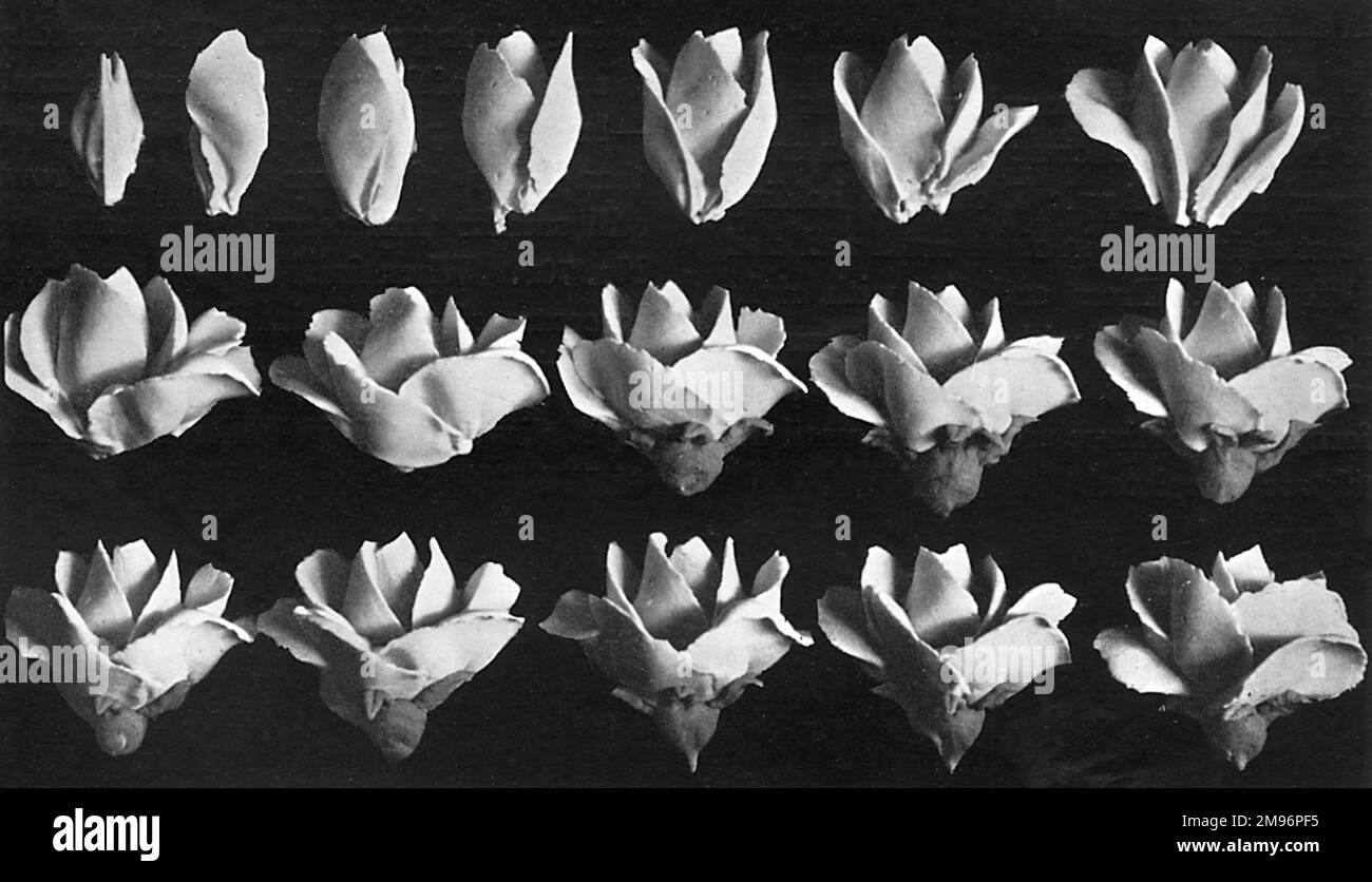 Cake design, flower making. Steps in Making Half Roses Stock Photo Alamy