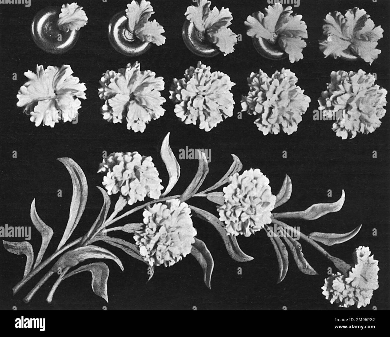 Carnation Black and White Stock Photos & Images Alamy