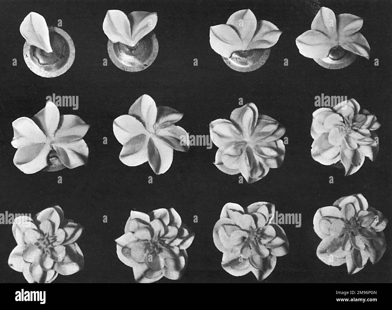 Cake design, flower making, Dahlias, White, pink, yellow or Red Stock