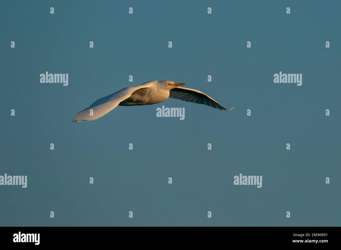 Cattle egret (Bubulcus ibis), Chobe National Park, Botswana. Stock Photo