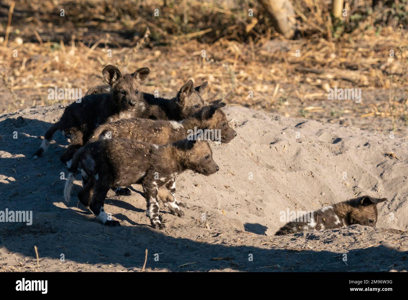African wild dog (Lycaon pictus) pups at the den, Savuti, Chobe National Park, Botswana. Stock Photo