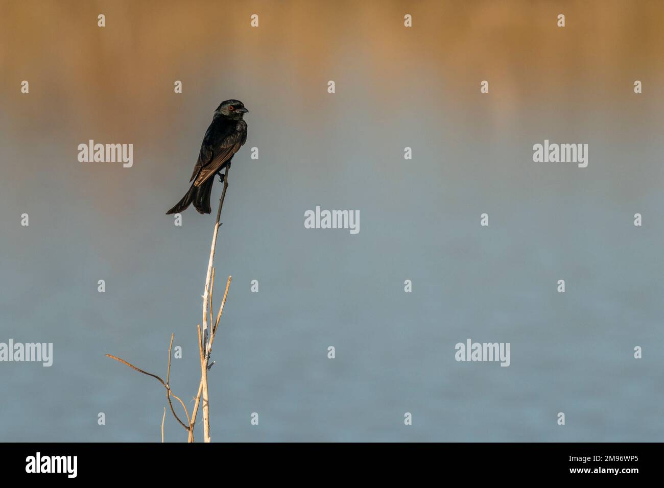 Fork-tailed Drongo (Dicrurus adsimilis), Savuti, Chobe National Park, Botswana. Stock Photo