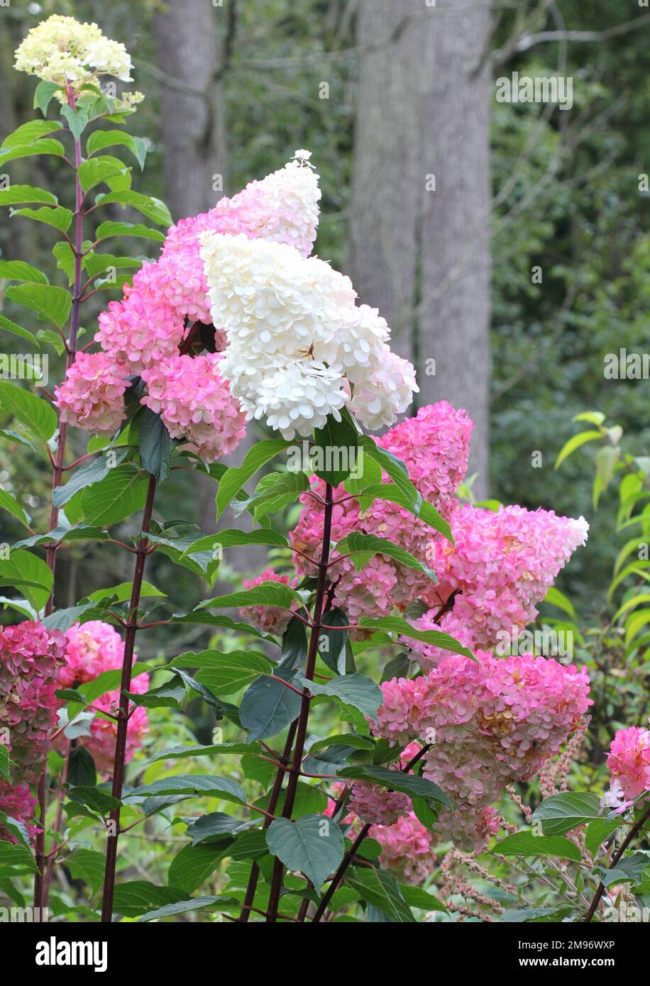 Hydrangea Paniculata Vanille Fraise Renhy flowers Stock Photo
