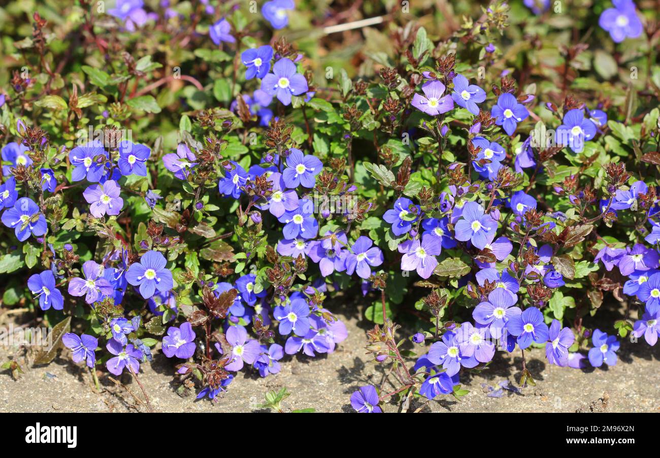 Blue Speedwell, Veronica Peduncularis Georgia Blue flowers Stock Photo