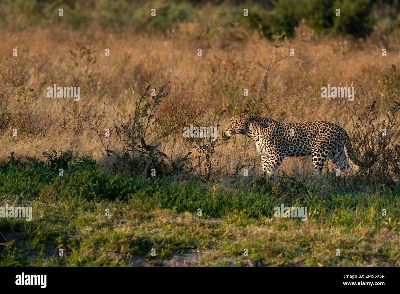 Leopard (Panthera pardus), Savuti, Chobe National Park, Botswana. Stock Photo