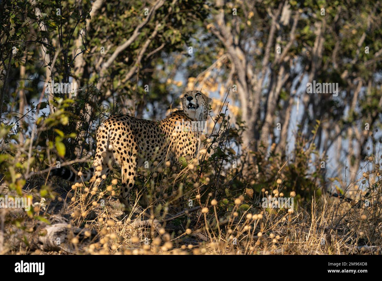 Cheetah (Acinonyx jubatus), Savuti, Chobe National Park, Botswana. Stock Photo