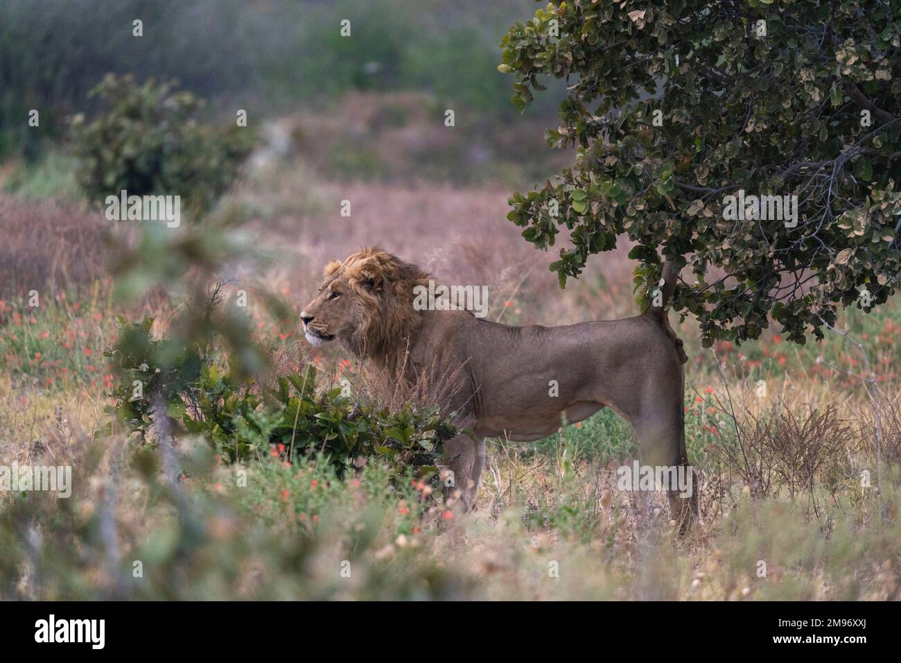 A lion (Panthera leo) marking territory, Savuti, Chobe National Park, Botswana. Stock Photo