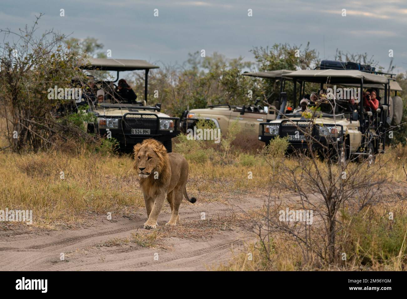 Tourists in a safari vehicle watching a lion (Panthera leo), Savuti, Chobe National Park, Botswana. Stock Photo