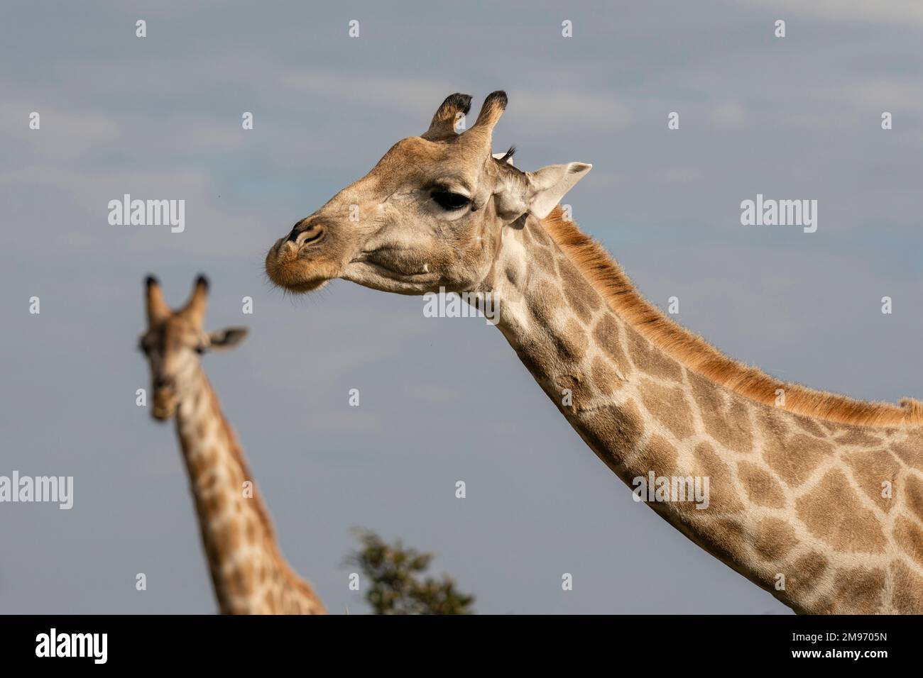 Southern Giraffes (Giraffa camelopardalis giraffa), Savuti, Chobe National Park, Botswana. Stock Photo