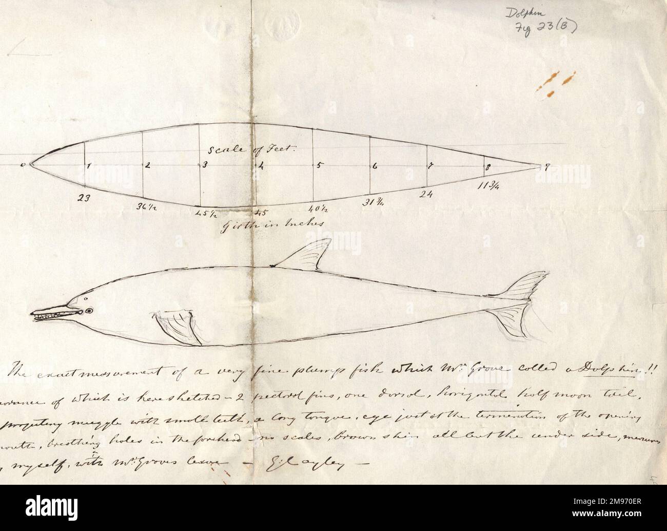 Sir George Cayley manuscript illustration. From: C.H. Gibbs-Smith Sir George Cayley’s Aeronautics 1796-1855 (London: HMSO/Science Museum. 1962) “Sketch of a dolphin, and design for a solid of least resistance based on it (undated).” Stock Photo