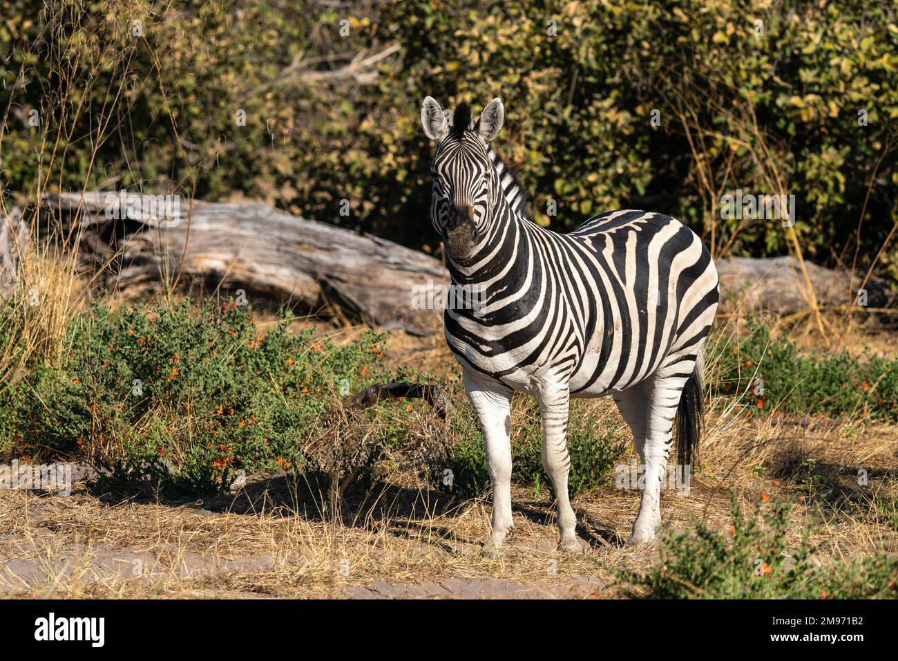 Plains zebra (Equus quagga), Khwai Concession, Okavango Delta, Botswana. Stock Photo