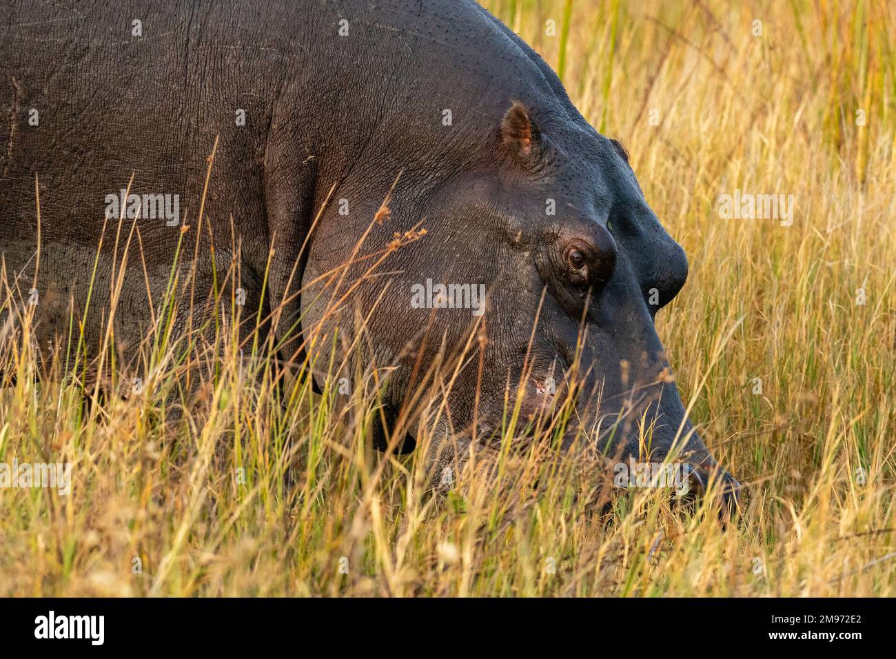 Hippopotamus (Hippopotamus amphibius) grazing, Khwai Concession, Okavango Delta, Botswana. Stock Photo