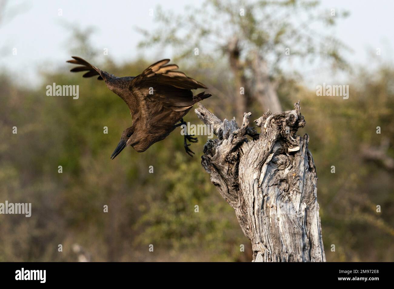 Hamerkop (Scopus umbretta) in flight, Khwai Concession, Okavango Delta, Botswana. Stock Photo