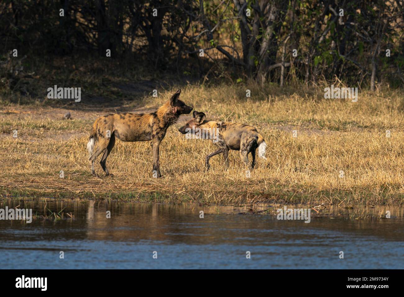 African wild dogs (Lycaon pictus), Khwai Concession, Okavango Delta, Botswana. Stock Photo