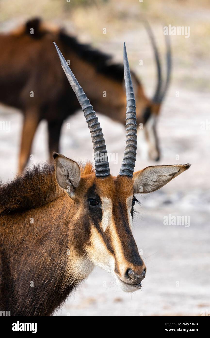Sable antelope (Hippotragus niger), Khwai Concession, Okavango Delta, Botswana. Stock Photo