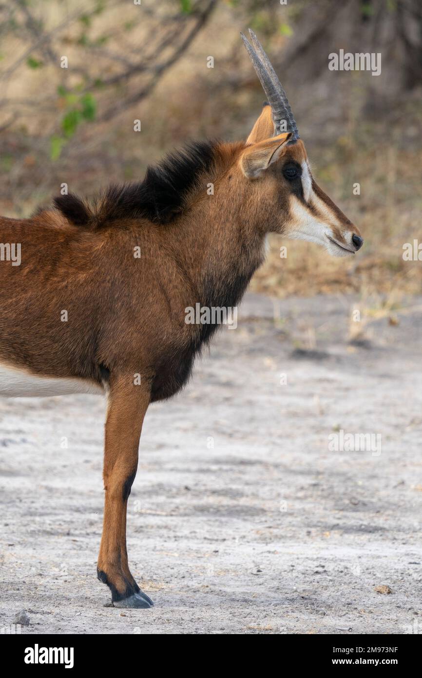 Sable antelope (Hippotragus niger), Khwai Concession, Okavango Delta, Botswana. Stock Photo