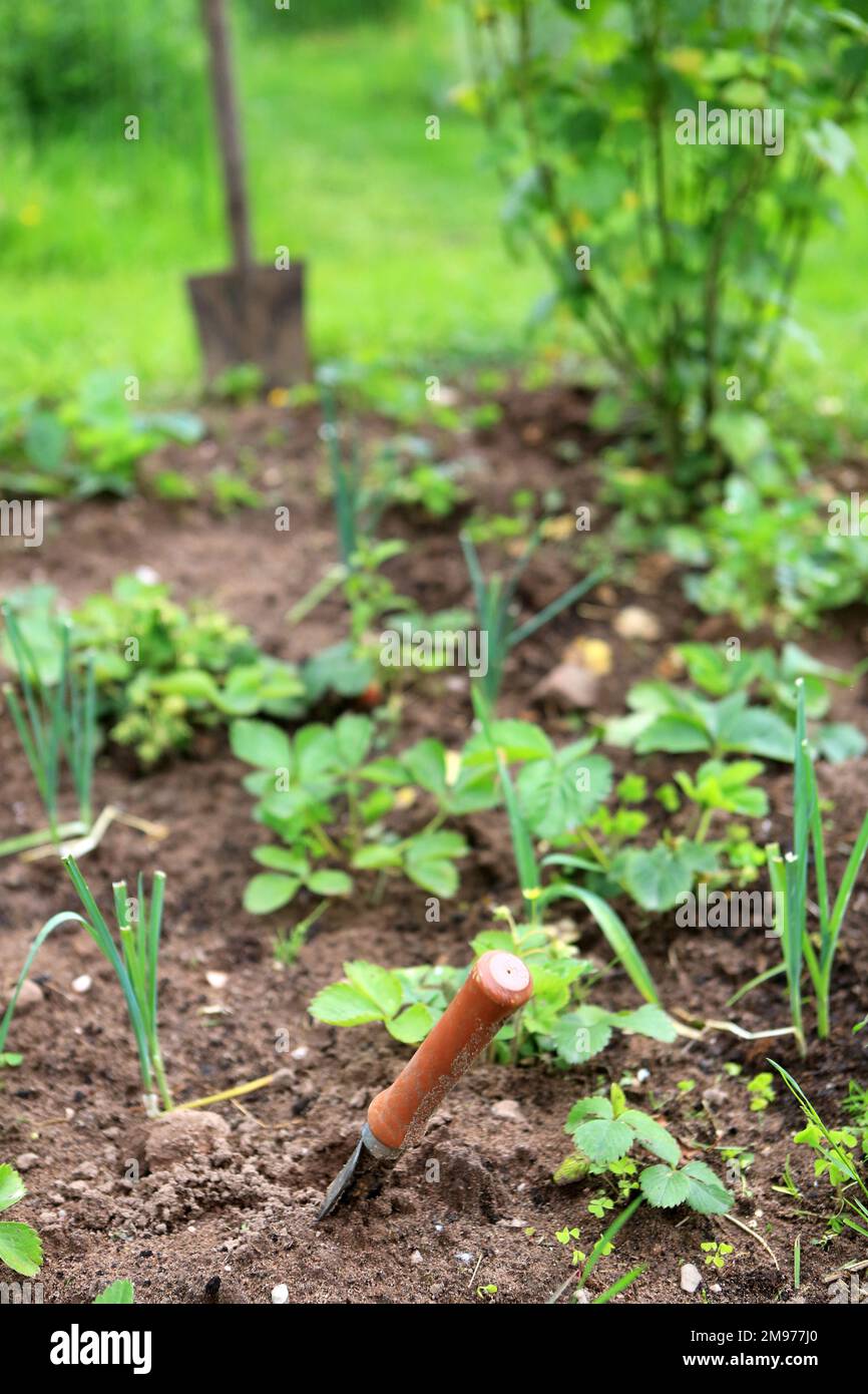 Pelle bêche. Potager. France. / Shovel spade. Vegetable garden. France. Stock Photo