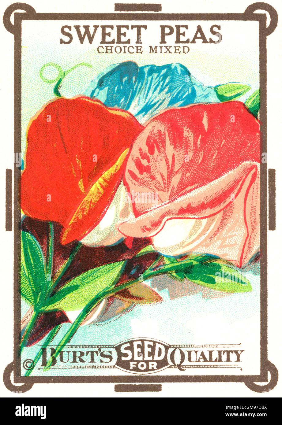 A beautiful Sweetpea seed packet from the Burt’s Seeds Company, New York. Stock Photo