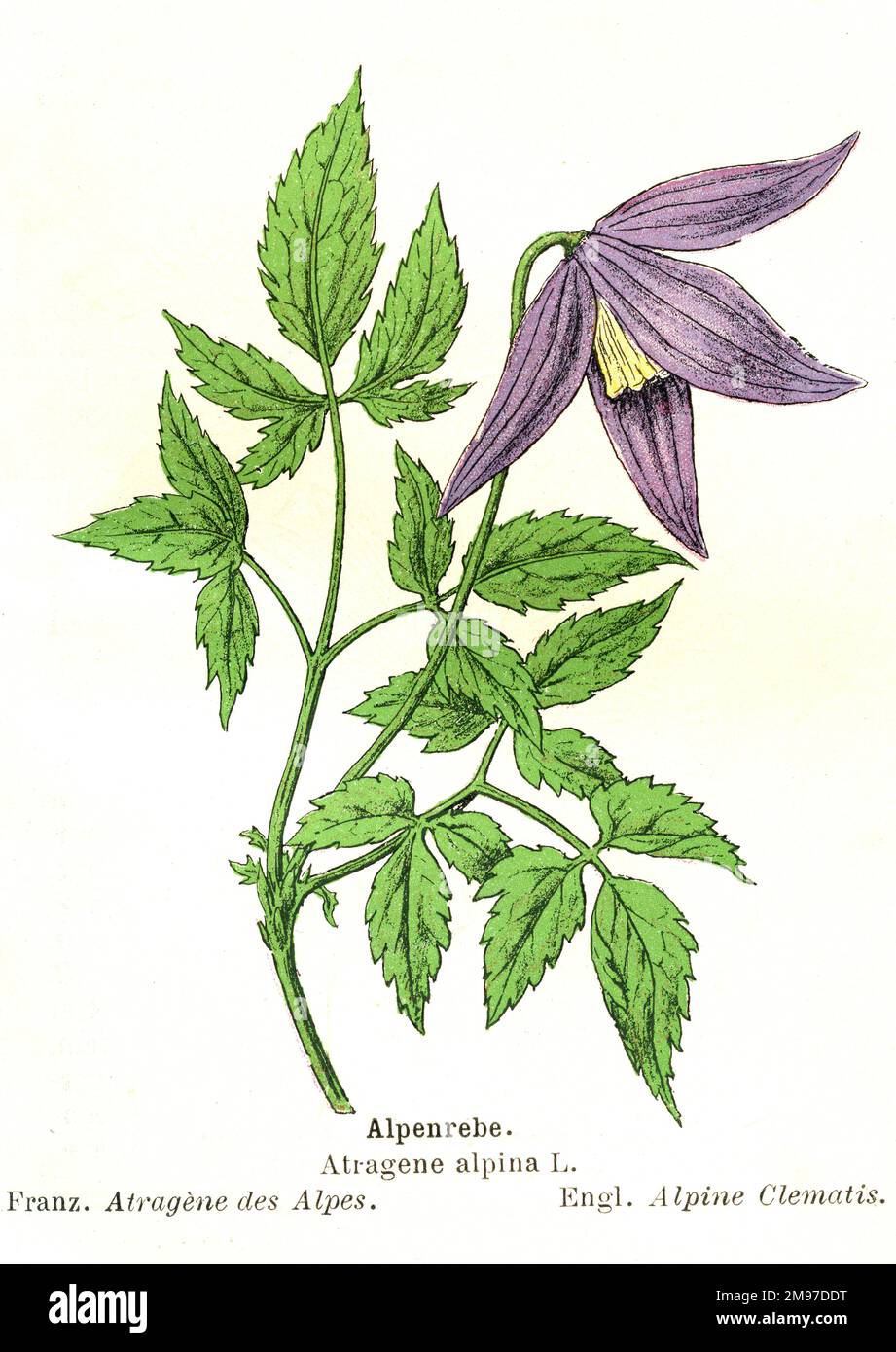 Botanical illustration of Alpine Clematis Stock Photo