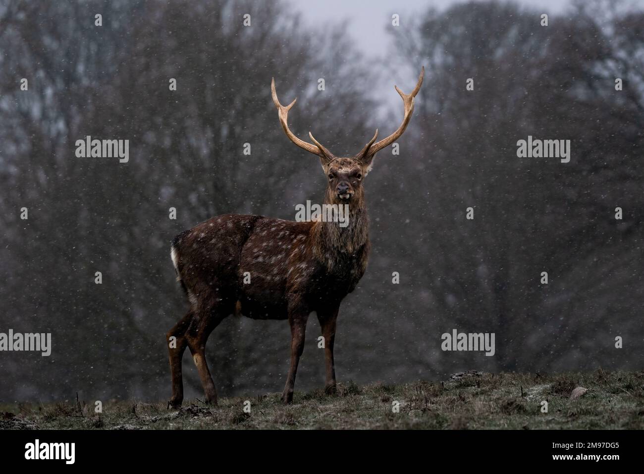 A stunning Sika buck. UK: THESE BEAUTIFUL snowy images captured on 16th January 2023 show how beautiful English wildlife can be. One image shows a Sik Stock Photo