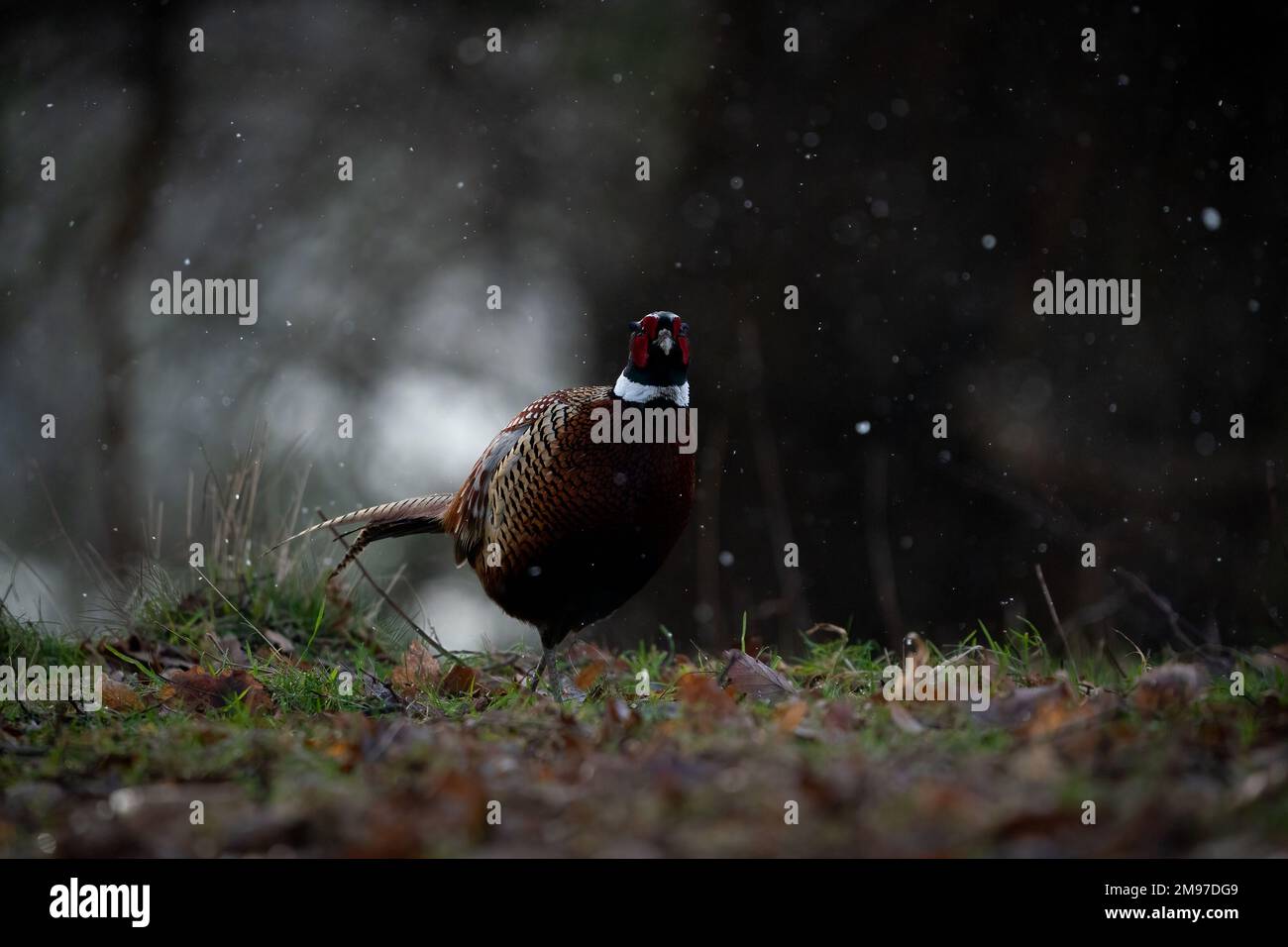 A pheasant in the snow. UK: THESE BEAUTIFUL snowy images captured on 16th January 2023 show how beautiful English wildlife can be. One image shows a S Stock Photo