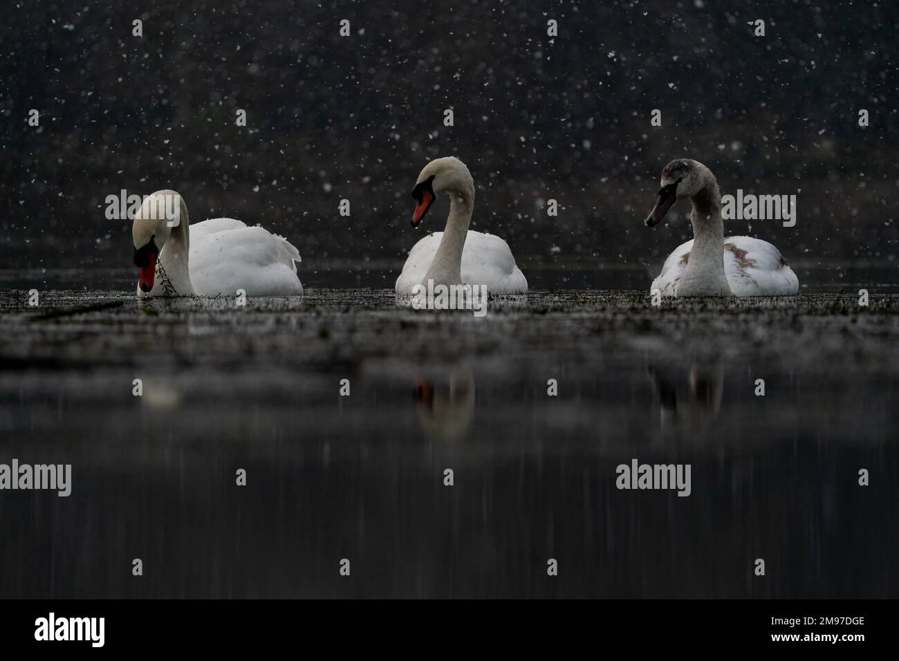 A trio of swans. UK: THESE BEAUTIFUL snowy images captured on 16th January 2023 show how beautiful English wildlife can be. One image shows a Sika Buc Stock Photo