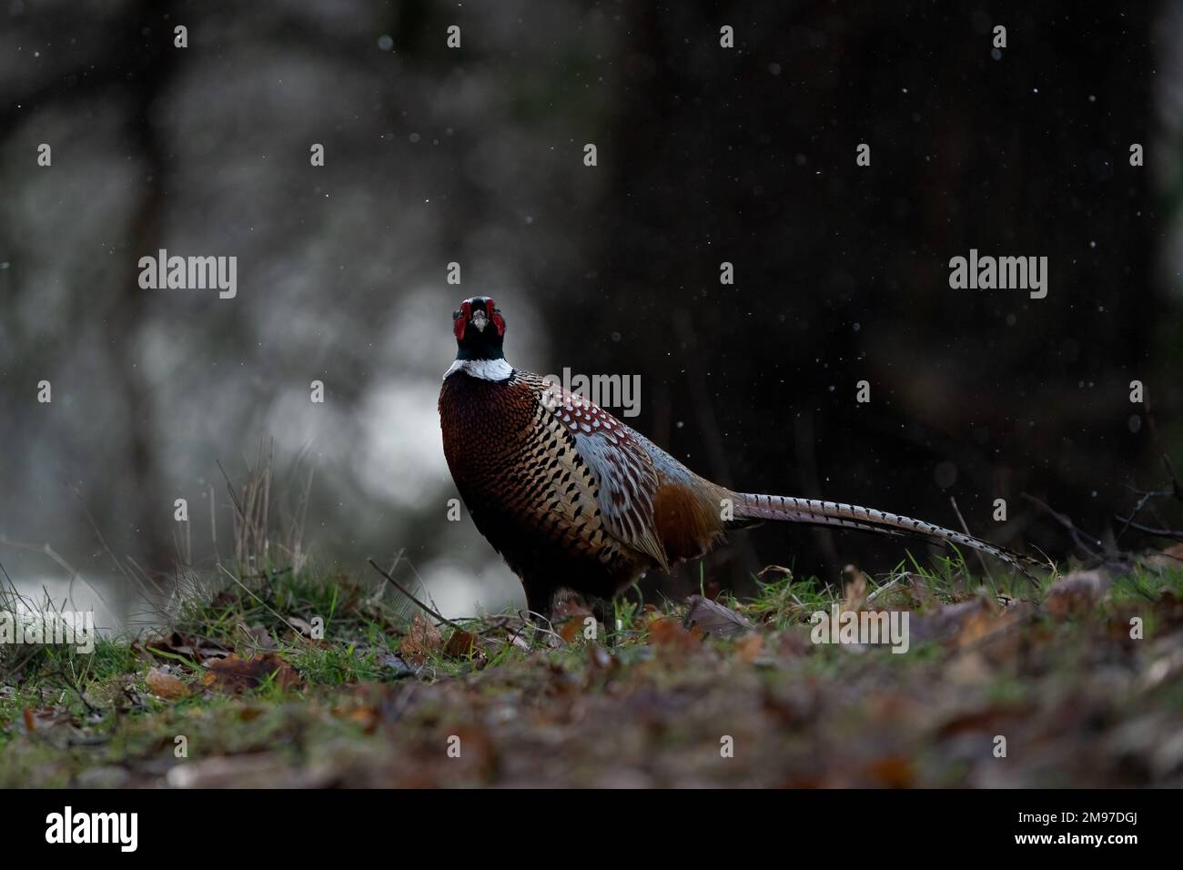 A pheasant in the snow. UK: THESE BEAUTIFUL snowy images captured on 16th January 2023 show how beautiful English wildlife can be. One image shows a S Stock Photo