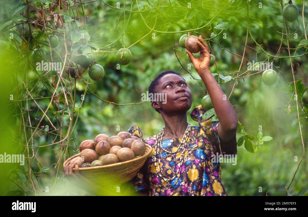 Uganda, Kampala region; woman picking passion fruits Stock Photo Alamy