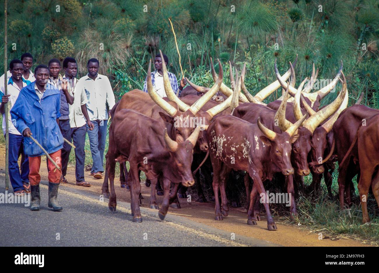 Uganda, Mbarara; Farmers walking behind a group of longhorn cows. Stock Photo