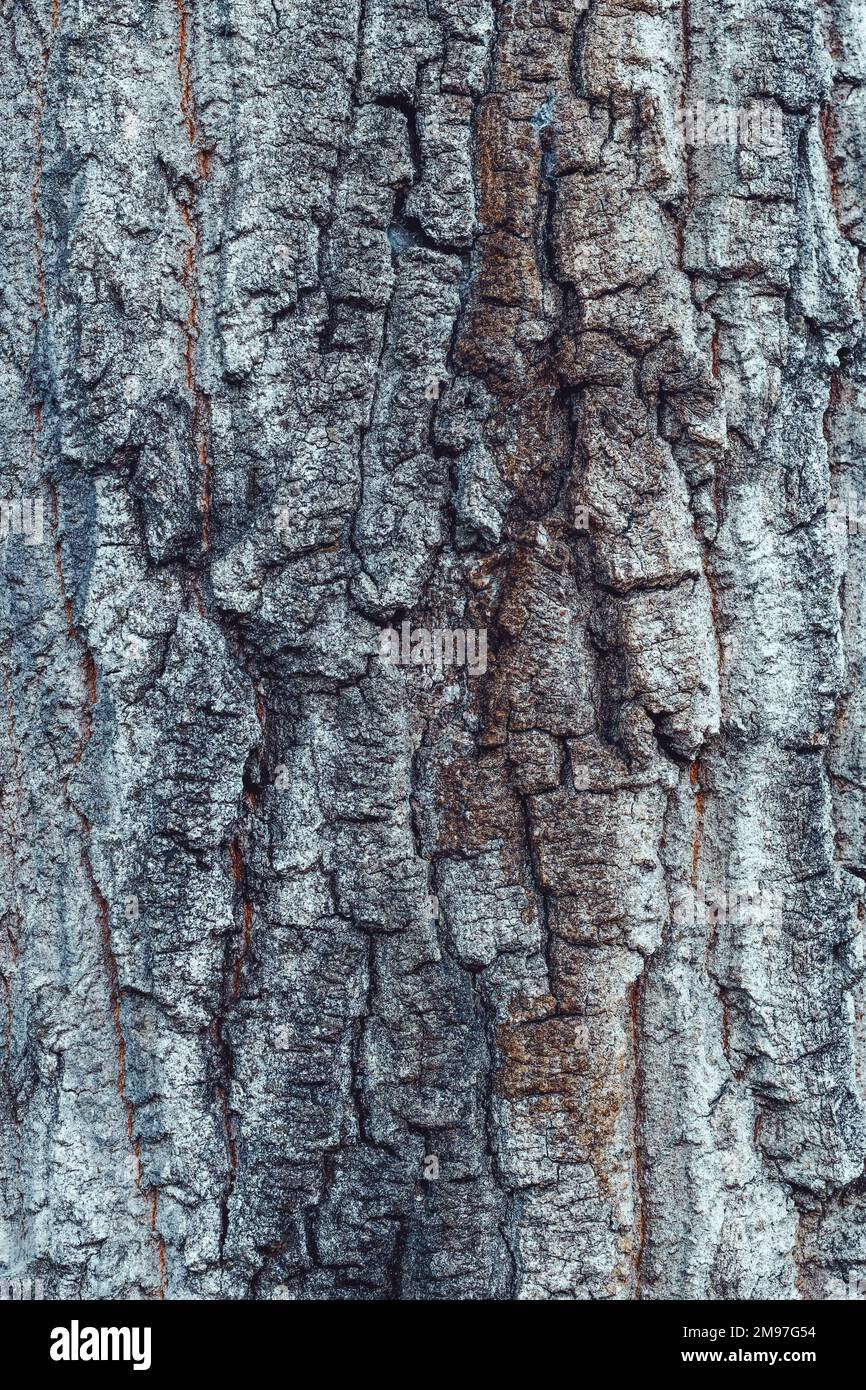Old tree trunk crust as rough natural organic texture Stock Photo