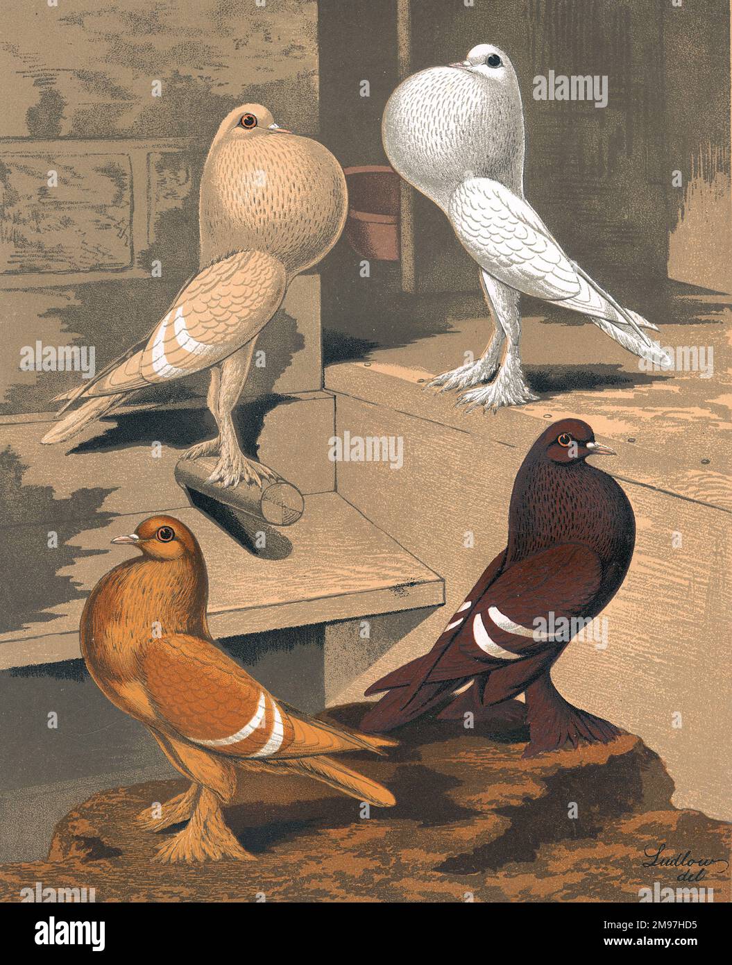 A group portrait featuring one cream and one white Pigmy Pouters, with one yellow, and one red Isabels standing in their coop. The portrait illustrates their identifiable characteristics as variants from the fancy breed of pigeons. Stock Photo
