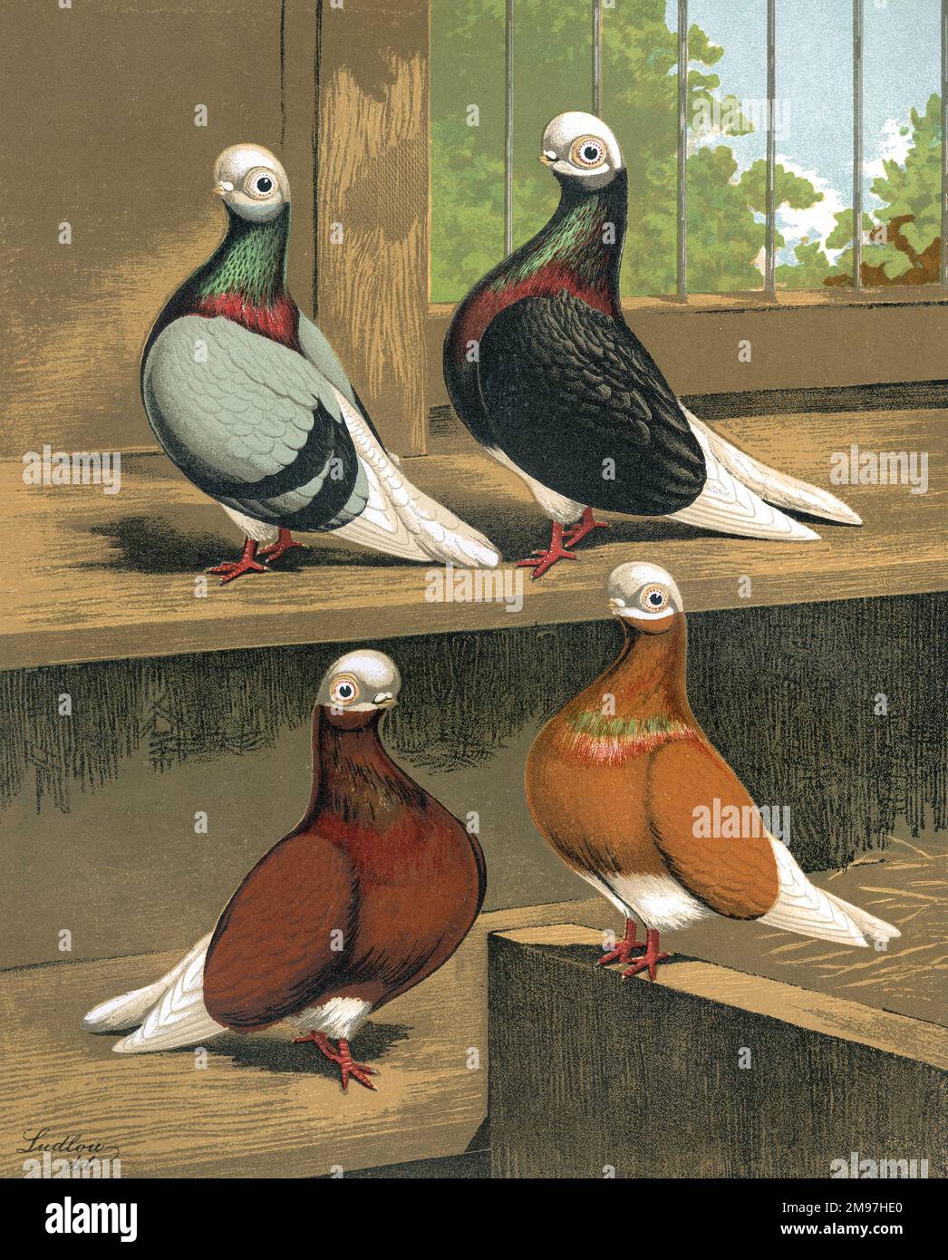 A group portrait showing four Short-Faced Bald-Headed pigeons perched inside their coop. The illustration presents the unique characteristics and aesthetics of the Blue, Red, Black and Yellow Short Faced Bald-Headed pigeon . Stock Photo