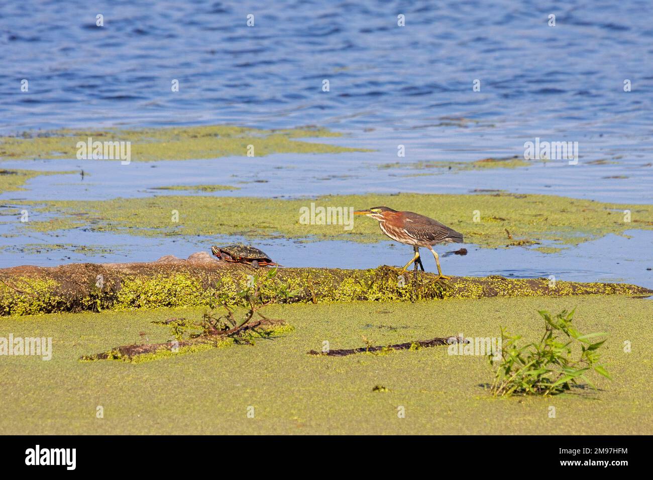 A green heron chases a painted turtle on top of a log in a pond full of duckweed Stock Photo