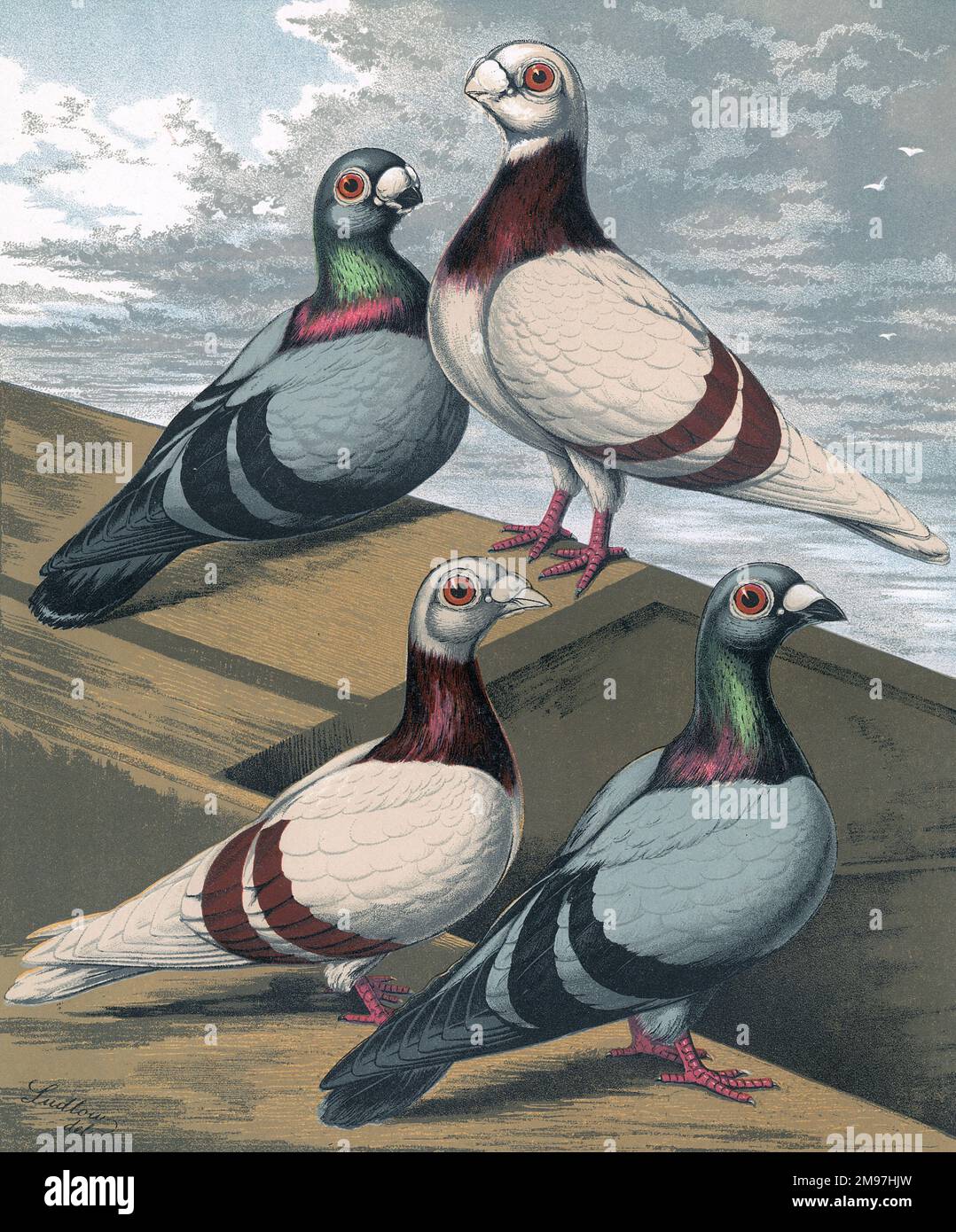 A portrait of two Short-Faced and two Long-Faced Antwerps which are a breed of fancy pigeon. The illustration presents their distinctive colouration and markings, such as their subtle coloured neck blends, and their two-bar markings on their wings. Stock Photo