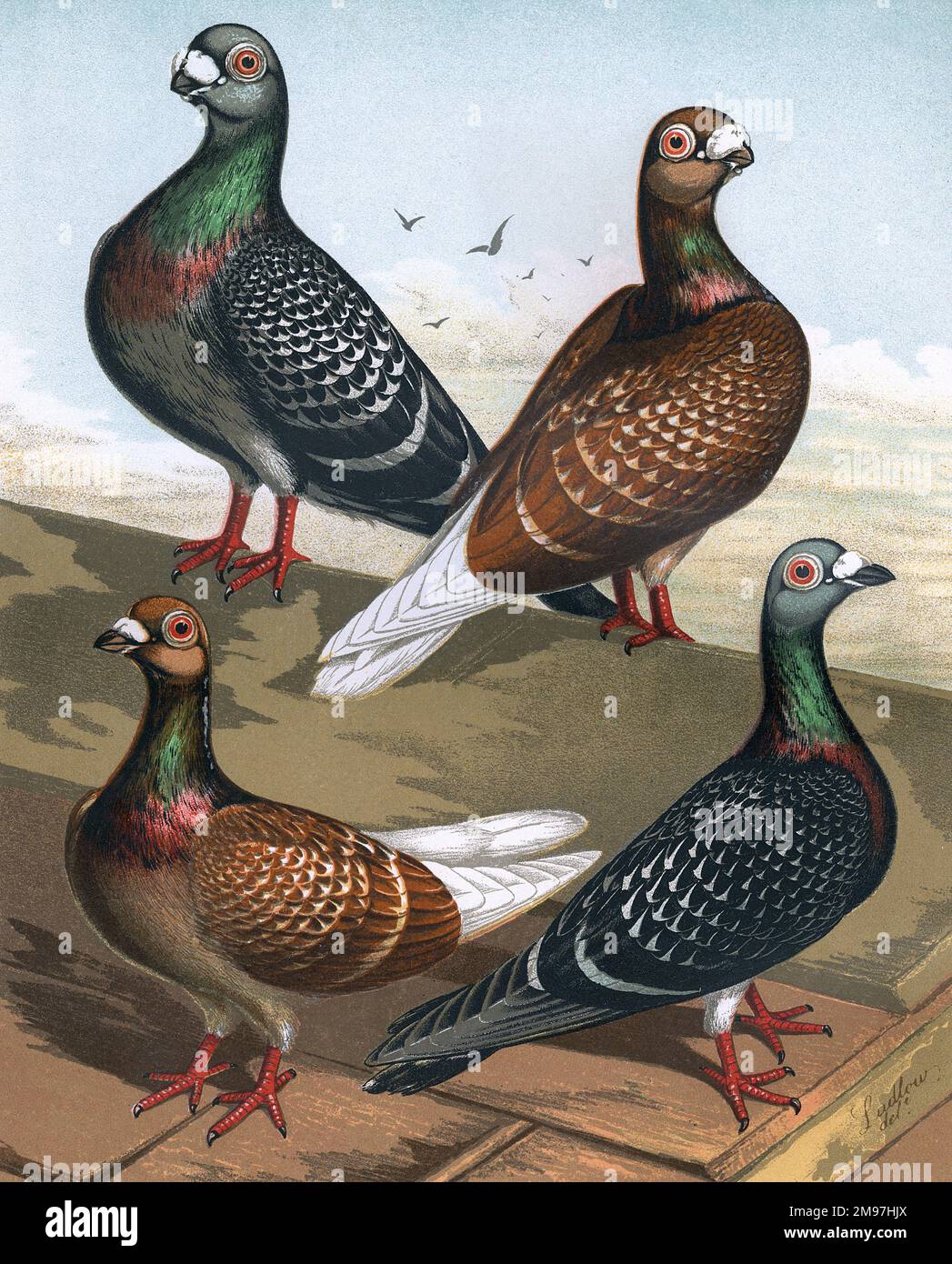 A portrait of two Show Antwerps, and two Flying Antwerps which are breed of fancy pigeon. The illustration shows the short-faced features of the show antwerp, and the long-faced features of the flying antwerps. The colouration and chequered markings on the wings are also key details. Stock Photo