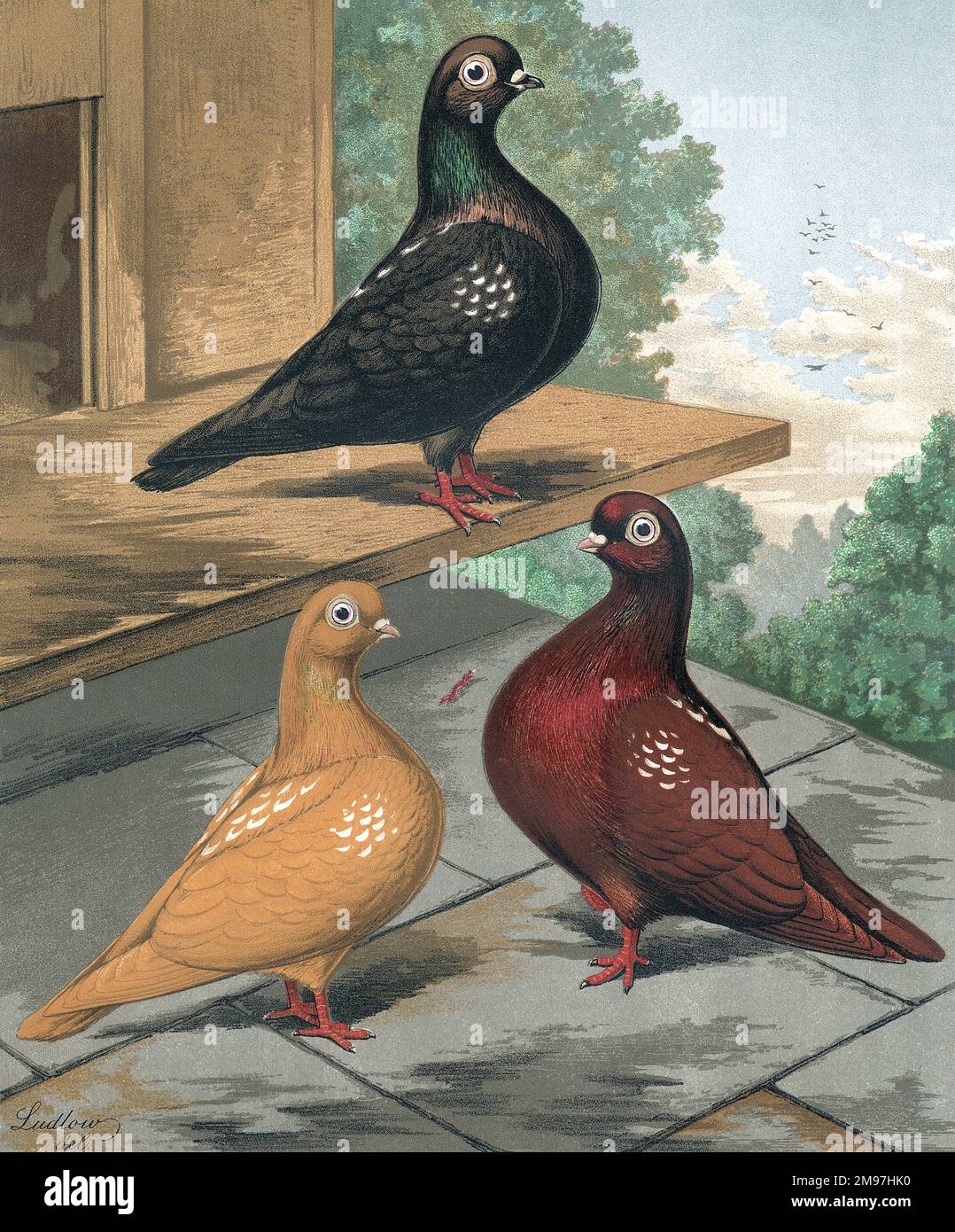 A portrait of three sub-variants of the Clean Legged Flying Tumbler pigeon breed. The variants shown are a Yellow-Mottled, Red-Mottled, a Black-Mottled, or a Rosewinced,. The full-bodied profiles of each pigeon present their unique coloration and markings. Stock Photo